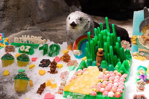 Georgia Aquarium Threw Sea Otter Oz a Birthday Party! — The Daily Otter