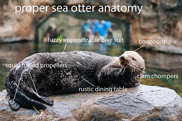 Sea Otter, Unscienced