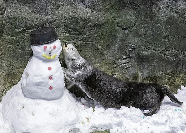 How Do You Do, Snow Human?