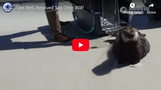 Goodbye and Good Luck, Sea Otter Pup 808!