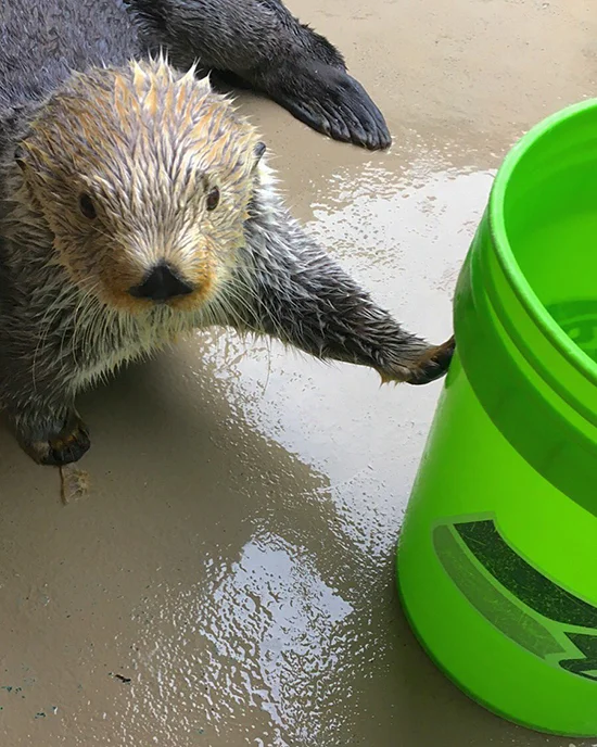 Elephant Seals Aren't the Only Ones Who Have Buckets