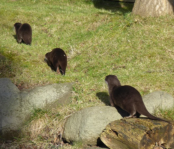Single File Otters