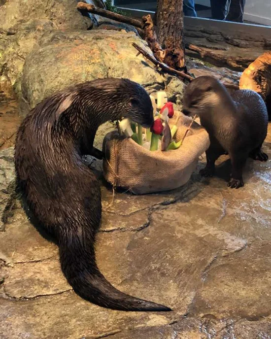 Otter and His Lucky Pal Dig into a Birthday Surprise