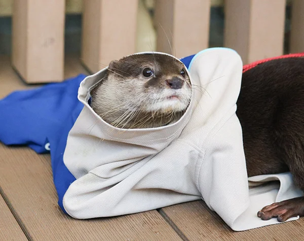 Look, I'm Wearing Clothes Like Human!