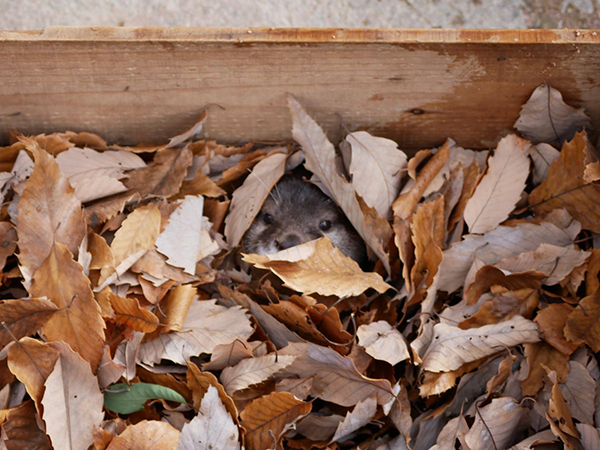 Little Otter Is a Master of Hide and Seek
