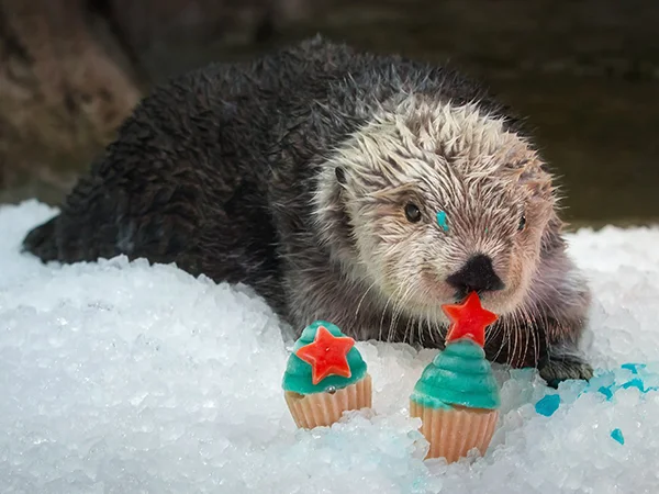 Sea Otter Charlie Is Having a Birthday Party, and You're Invited!