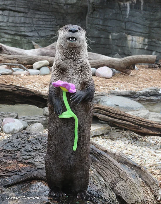 Otter Is So Glad to Finally Greet Spring!