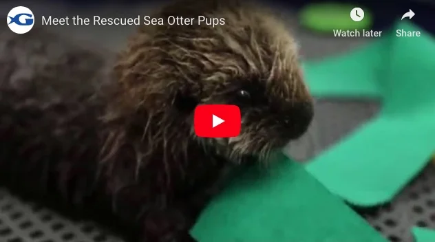 Getting to Know Georgia Aquarium's New Pups