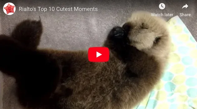 Vancouver Aquarium Invites You to a Rialto Paw-ty This Weekend!