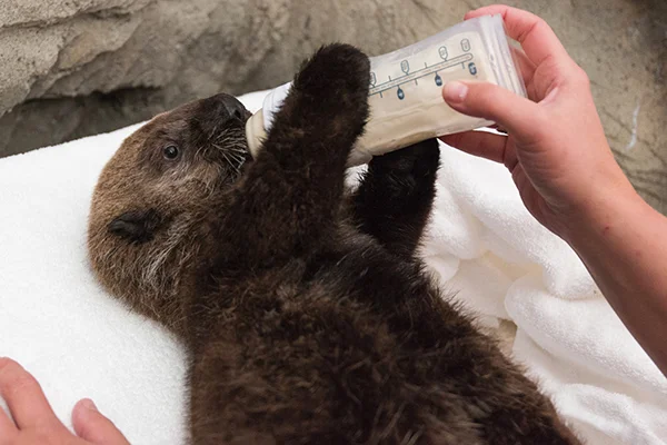 Throwback to Baby Rialto Drinking from His Bottle
