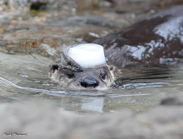 That's One Way of Transporting Your Snack, Otter