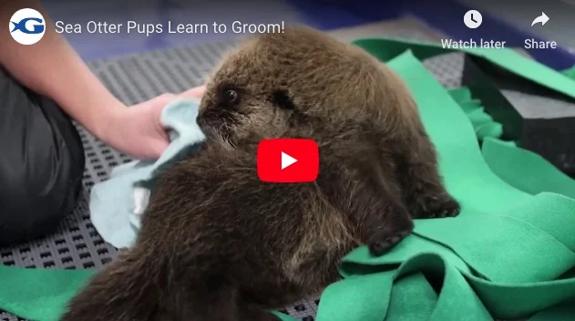 How Rescued Sea Otter Pups Learn to Groom