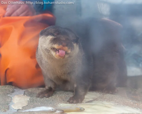 I Have Fish and You Do-on't!