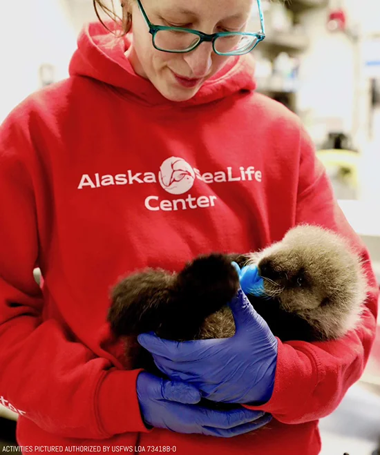 Alaska SeaLife Center Has Taken in This Tiny Sea Otter Pup