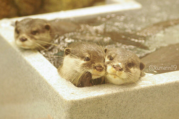 The Gossip otters