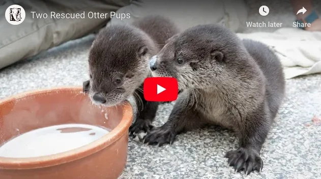 Two Orphaned Otter Pups Have a New Home and a New Friend