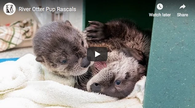 Otter Pups Pupping Around