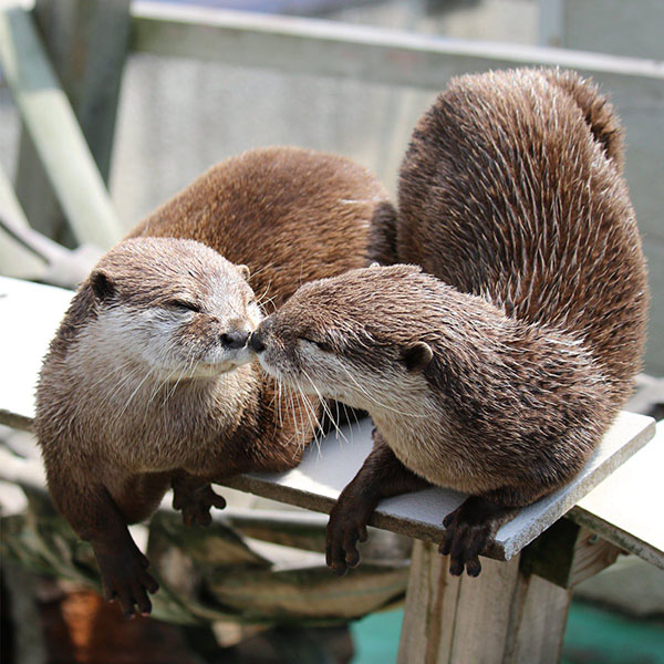 Otters Gently Boop Noses