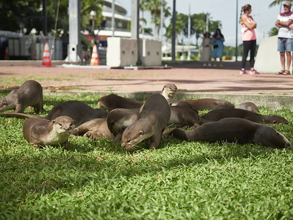 Hey! This Gathering Is for Otters Only, No Humans Allowed!