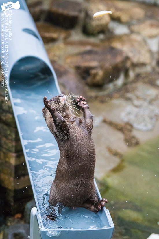 I'm King of the World!