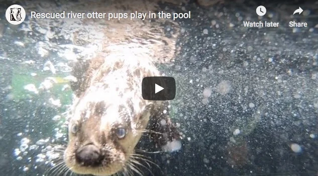 Otter Pup Pool Action!