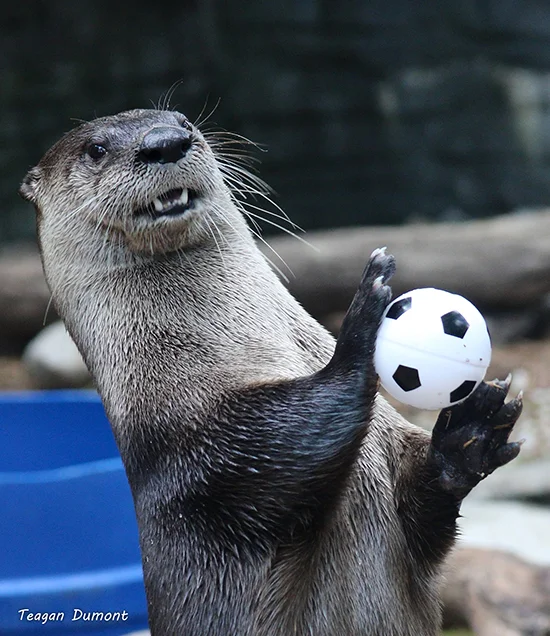 Otter Is Pumped for Today's Women's World Cup Final