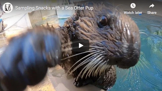 Snacktime and Mischief with Uni Sushi