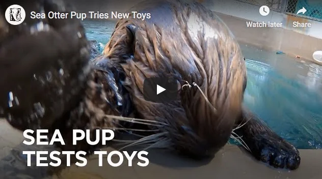 Someone Hire Uni Sushi as a Toy Tester!