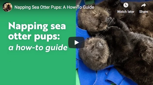 Napping Sea Otter Pups: A How-To Guide
