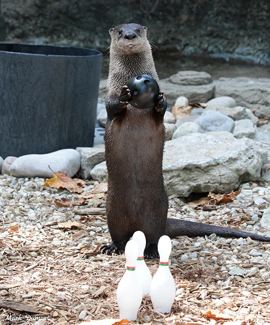 This Seems Like a Silly Game, Human