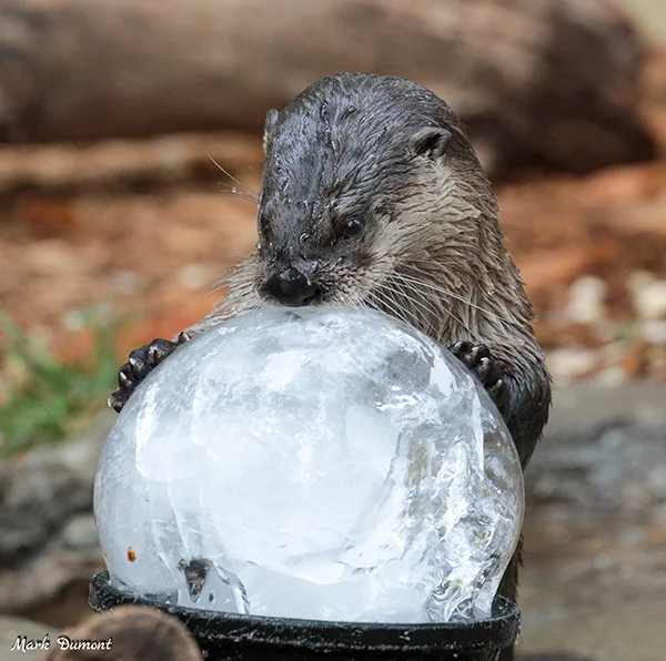 I See Great Success in Your Future... And Much Seafood... Enough to Share...