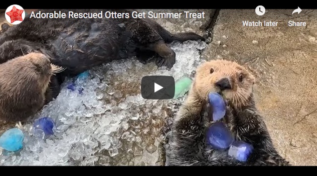 Sea Otters Get Summery Enrichment Treats at Vancouver Aquarium!
