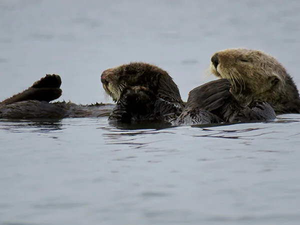 Don't Sleep Through Sea Otter Awareness Week!
