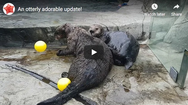 An Otterly Adorable Update on Vancouver Aquarium's Sea Otters!