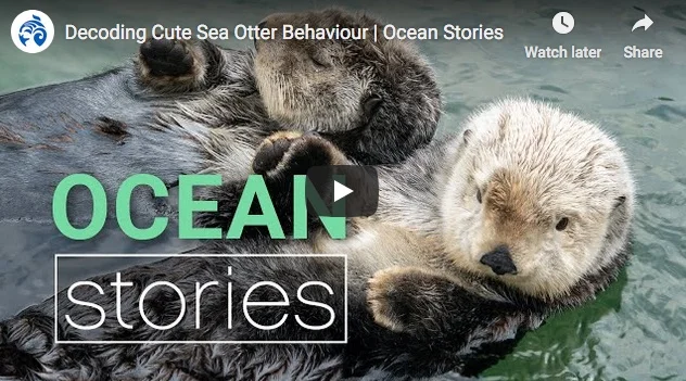 Sea Otter Behavior, Explained