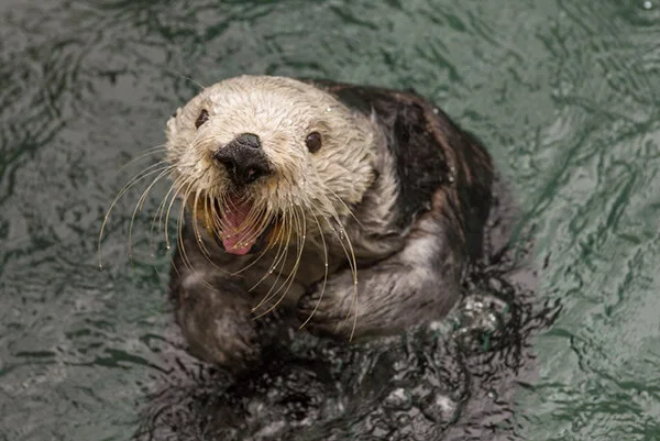 So What Are We Doing for Sea Otter Awareness Week This Weekend?
