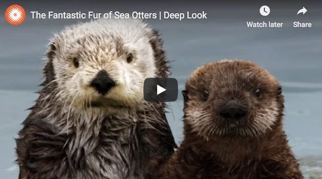 The Fantastic Fur of Sea Otters