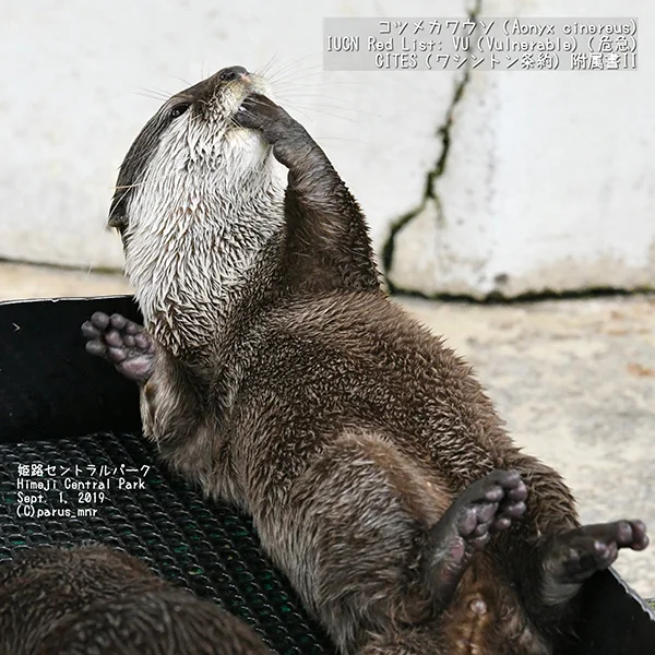 This Paw Is... *Chef's Kiss*