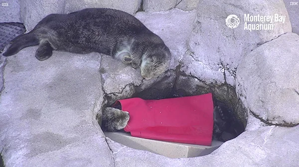 Sea Otter Tucked Herself in for a Nap Next to a Good Friend