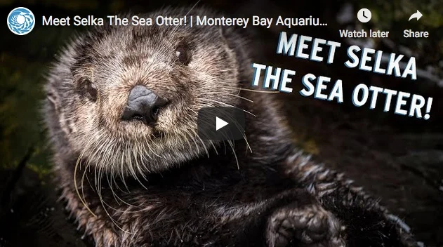 Meet Monterey Bay Aquarium's Sea Otters!