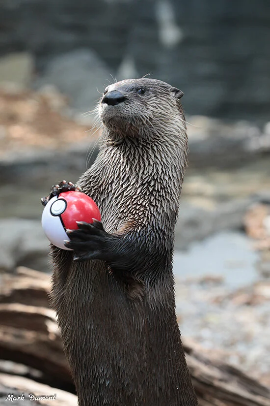 Otter Catch 'Em All! — The Daily Otter