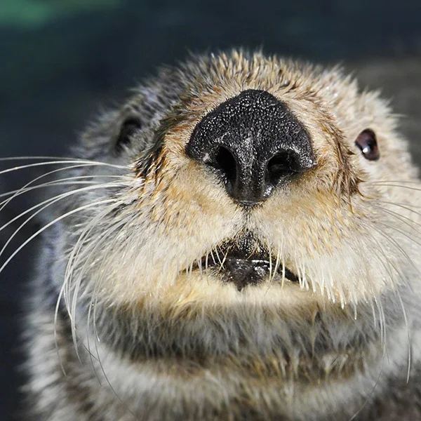 One... Two... Three... BOOP!