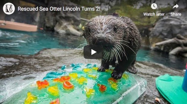 Happy Second Birthday, Lincoln!