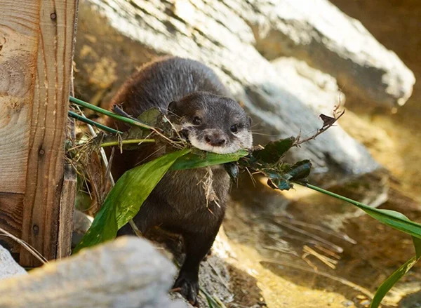 At Some Point I'd Like to See Otter's Final Project