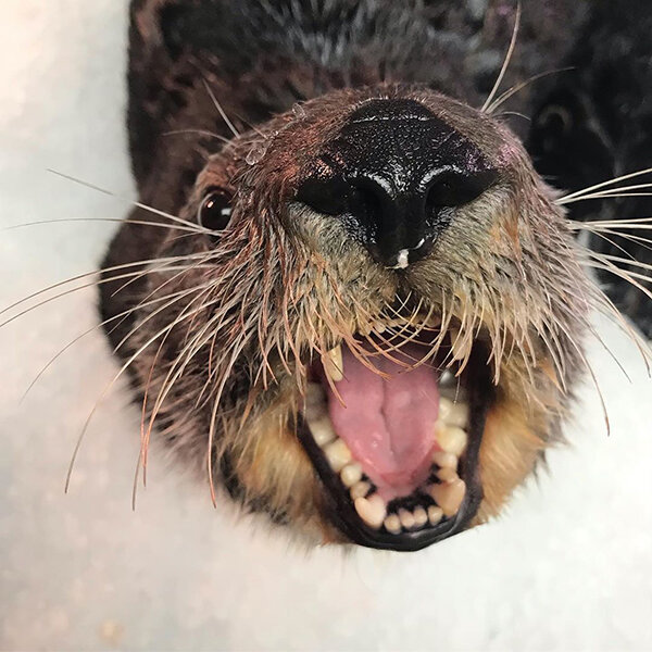 Sea Otter Looks So Happy It Makes All Those Teeth Seem Less Scary