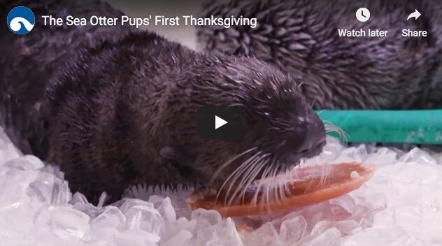 Shedd Aquarium's Rescued Sea Otter Pups Celebrate Their First Thanksgiving!