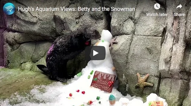 Sea Otter Absconds with the Tastiest Snowman Parts