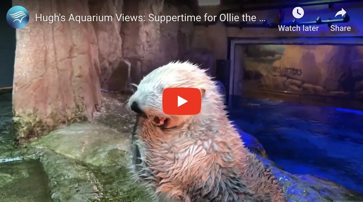 Sea Otter Enjoys a Four Course Meal