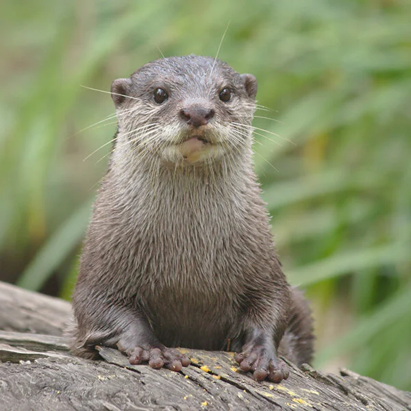 Customer Service Otter Is Ready to Help a Long Line of Otters