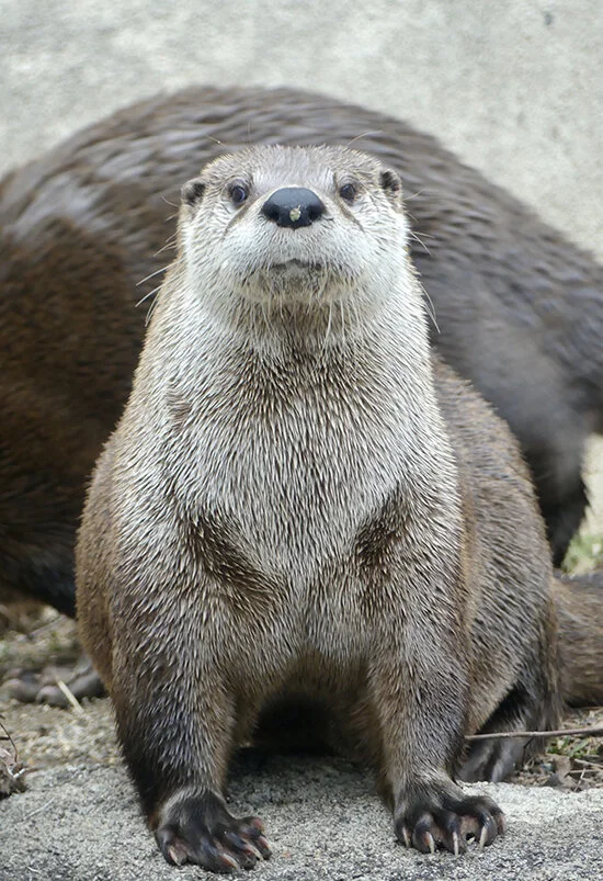 Do I Have Anything on My Nose?